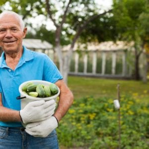 Older man carrying basket of vegetables. Cover image for article about senior garden modifications.