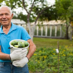 Older man carrying basket of vegetables. Cover image for article about senior garden modifications.